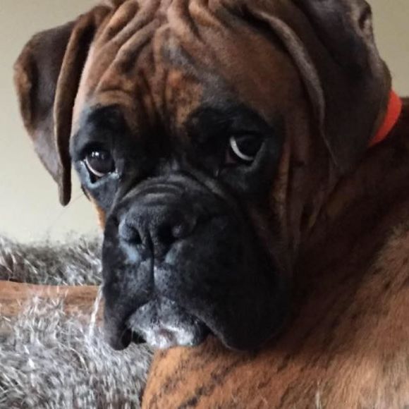 Meet your Posher, Cheryl - Picture 1 of 1